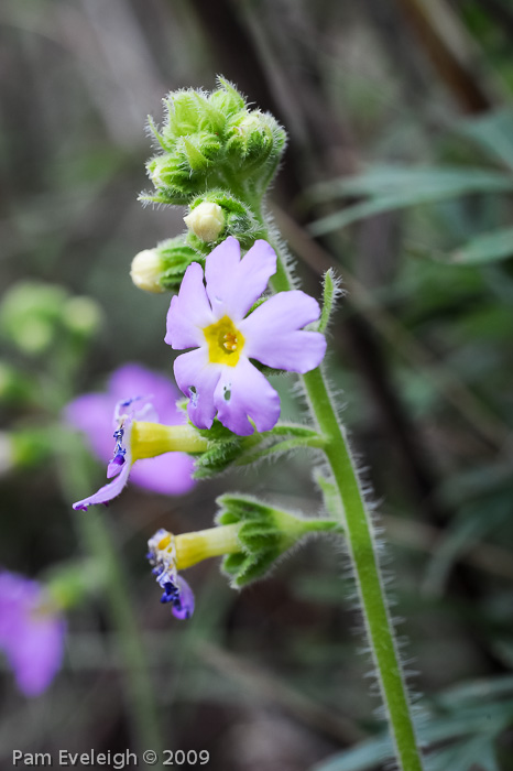 <i>Primula blattariformis </i>