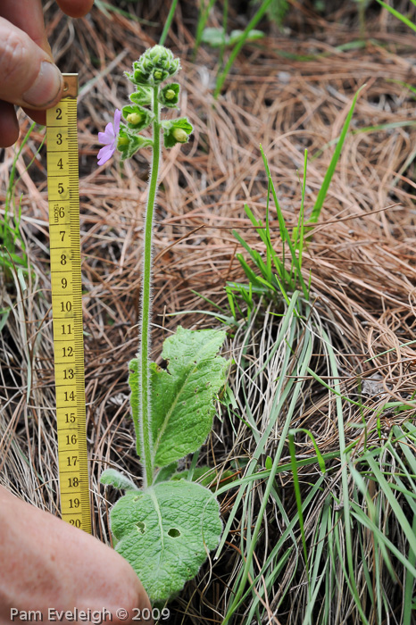 <i>Primula blattariformis </i>