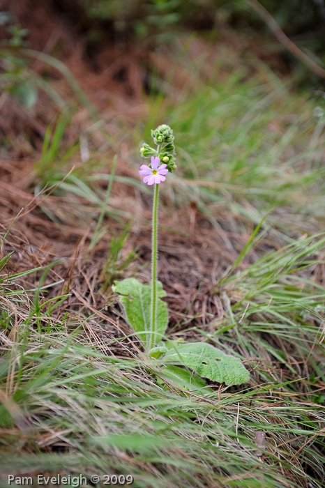 <i>Primula blattariformis </i>