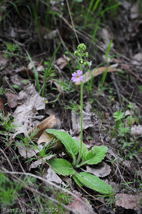 <i>Primula blattariformis </i>