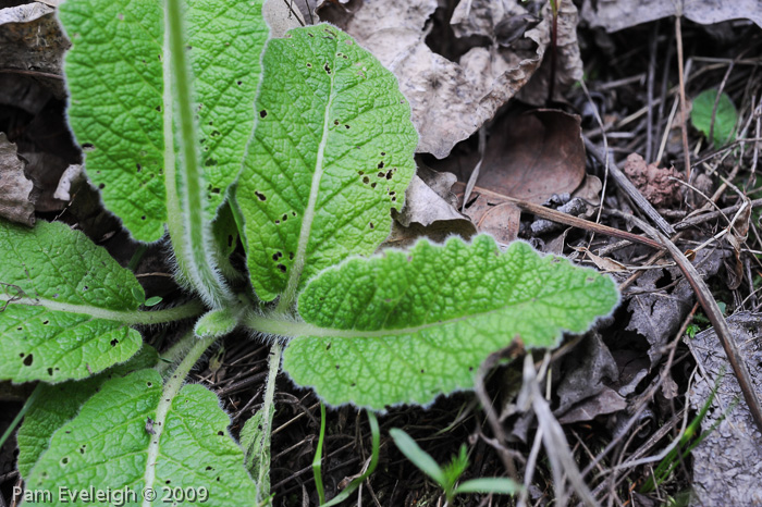 <i>Primula blattariformis </i>