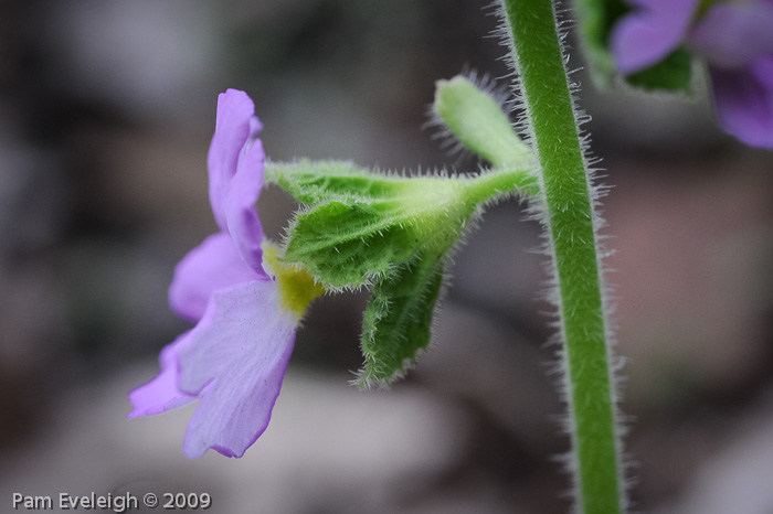 <i>Primula blattariformis </i>