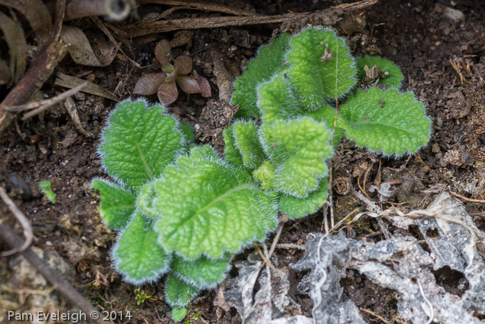 <i>Primula blattariformis </i>