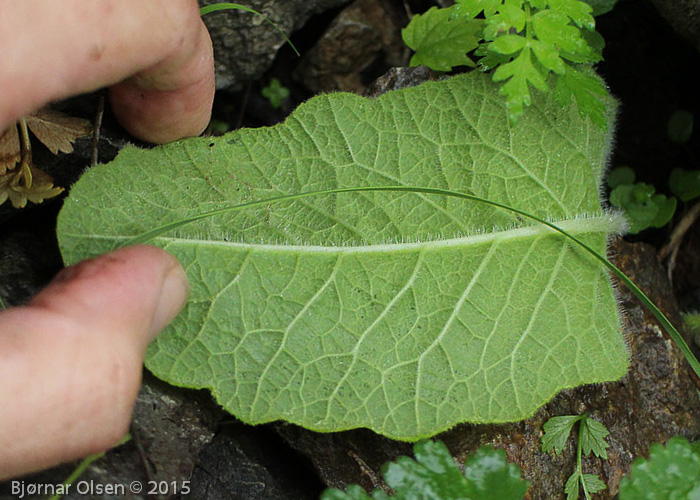 <i>Primula blattariformis </i>