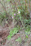 <i>Primula blattariformis </i>