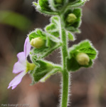 <i>Primula blattariformis </i>