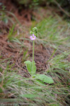 <i>Primula blattariformis </i>