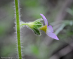 <i>Primula blattariformis </i>