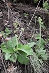 <i>Primula blattariformis </i>