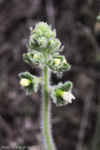 <i>Primula blattariformis </i>