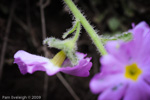 <i>Primula blattariformis </i>