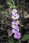 <i>Primula blattariformis </i>