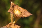 <i>Primula blattariformis </i>