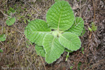 <i>Primula blattariformis </i>