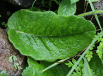 <i>Primula blattariformis </i>