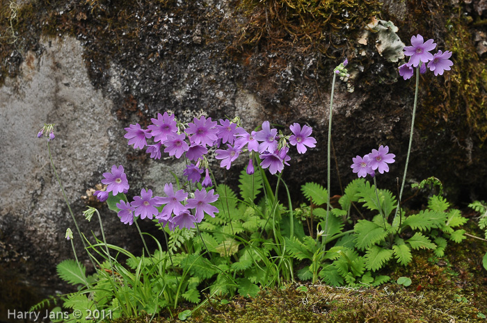 <i>Primula blinii </i>