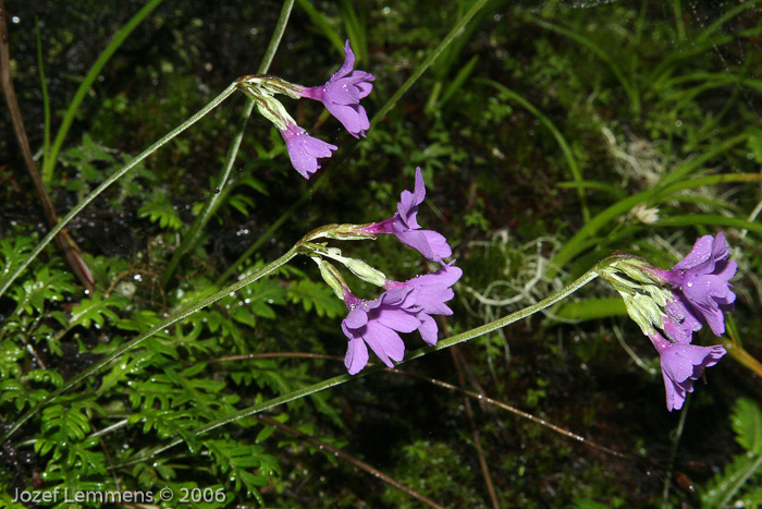 <i>Primula blinii </i>