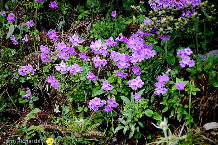 <i>Primula blinii </i>