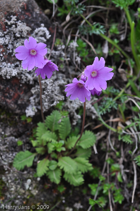 <i>Primula blinii </i>