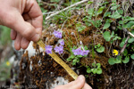 <i>Primula blinii </i>