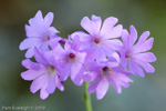 <i>Primula blinii </i>