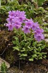 <i>Primula blinii </i>