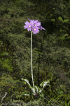 <i>Primula blinii </i>