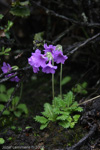 <i>Primula blinii </i>