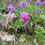 <i>Primula blinii </i>