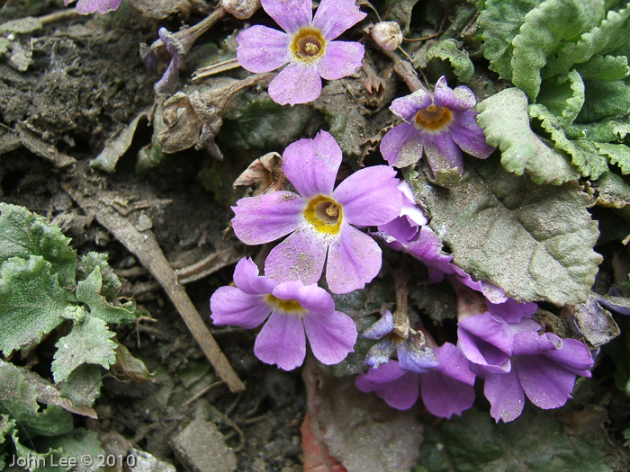 <i>Primula boothii subsp. autumnalis </i>