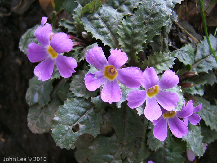 <i>Primula boothii subsp. autumnalis </i>