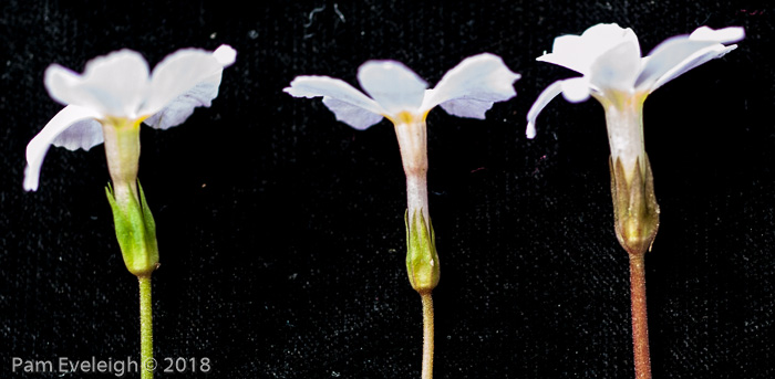 <i>Primula boothii subsp. repens </i>