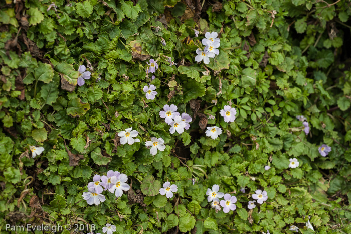 <i>Primula boothii subsp. repens </i>