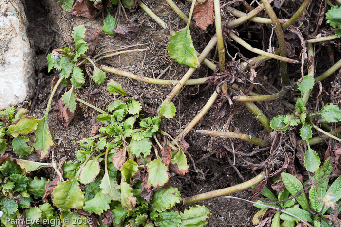 <i>Primula boothii subsp. repens </i>