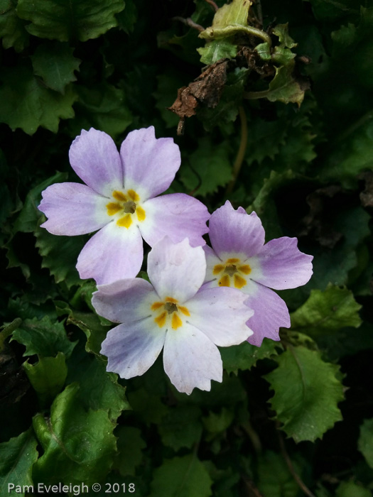 <i>Primula boothii subsp. repens </i>