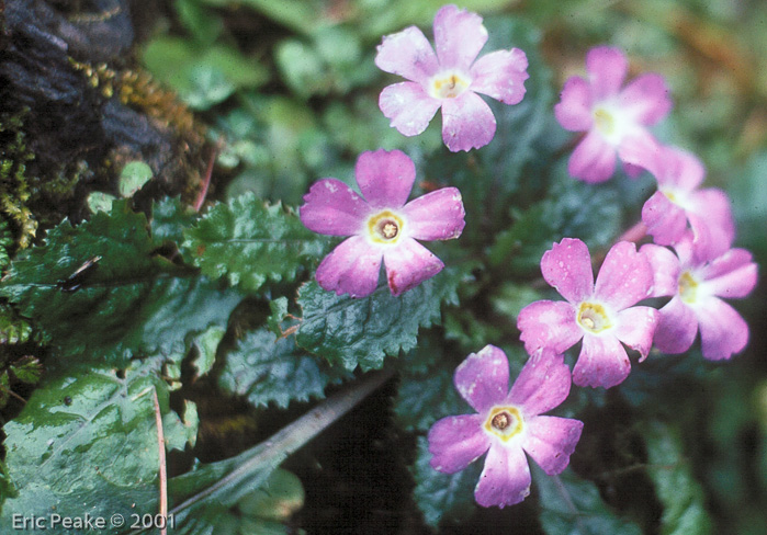 <i>Primula boothii subsp. autumnalis </i>