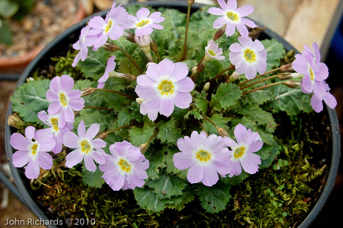 <i>Primula boothii subsp. repens </i>