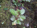 <i>Primula boothii (aff.) </i>
