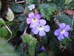 <i>Primula boothii subsp. autumnalis </i>