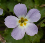 <i>Primula boothii subsp. repens </i>