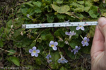 <i>Primula boothii subsp. repens </i>