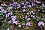 <i>Primula boothii (aff.) </i>