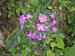 <i>Primula boothii subsp. autumnalis </i>