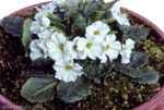 <i>Primula boothii (var. alba) </i>