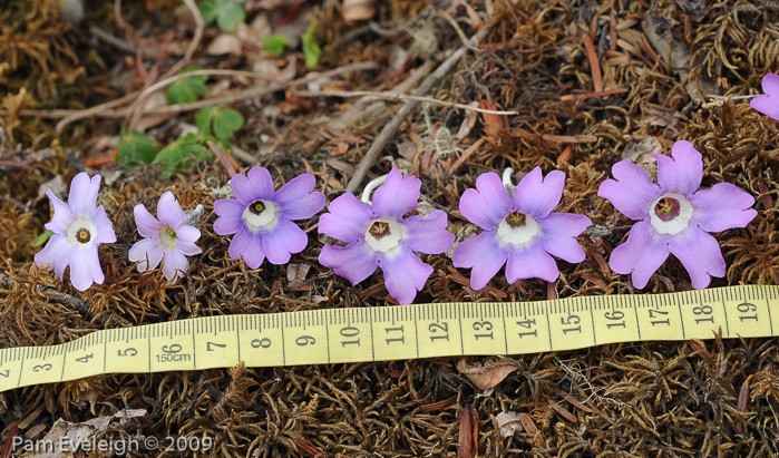 <i>Primula boreiocalliantha </i>