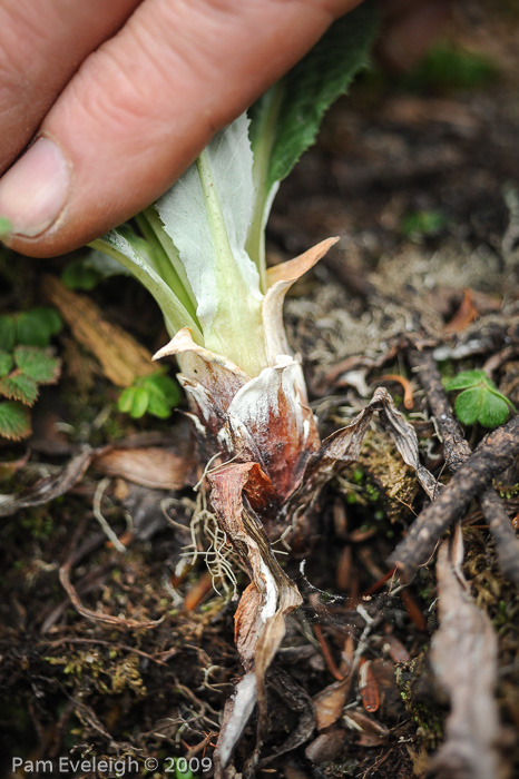 <i>Primula boreiocalliantha </i>