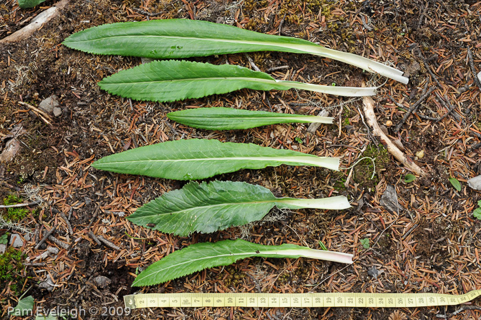 <i>Primula boreiocalliantha </i>