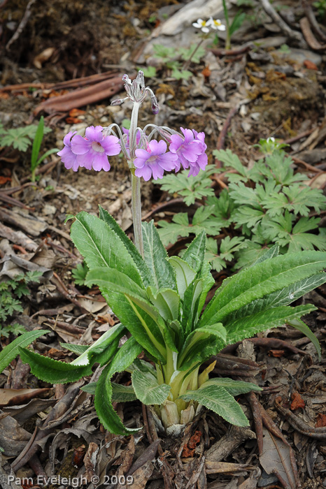 <i>Primula boreiocalliantha </i>