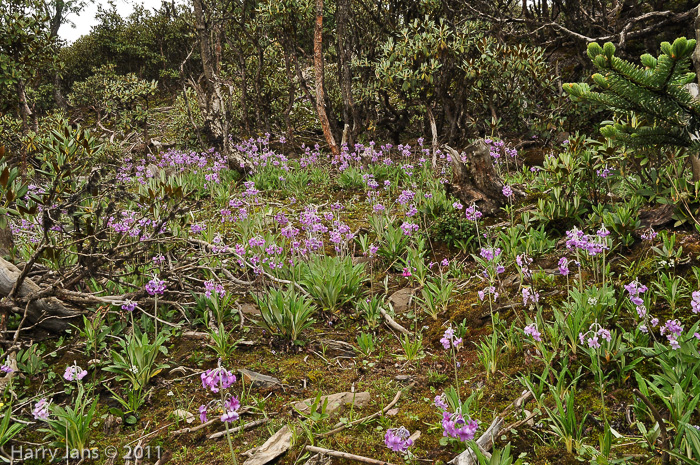 <i>Primula boreiocalliantha </i>