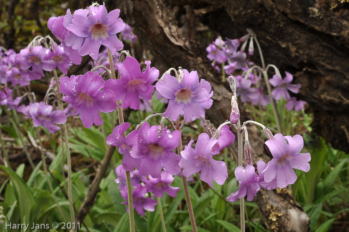 <i>Primula boreiocalliantha </i>